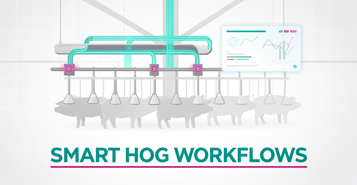 Flat illustration of an AI-powered hog farm with automated feeding systems, data streams, and digital monitoring in teal and magenta accents.